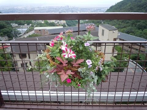 夏の花のハンギング